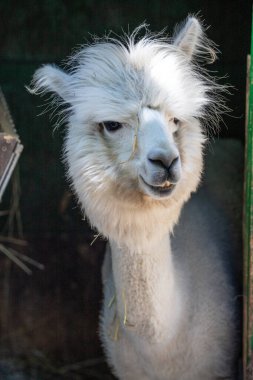 Hayvanat bahçesinde komik, tüylü, beyaz bir alpaka bir şeyler çiğneyip komik suratlar yapıyor. Siofok Hayvanat bahçesi, Balatun, Macaristan
