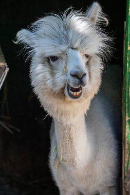 Hayvanat bahçesinde komik, tüylü, beyaz bir alpaka bir şeyler çiğneyip komik suratlar yapıyor. Siofok Hayvanat bahçesi, Balatun, Macaristan