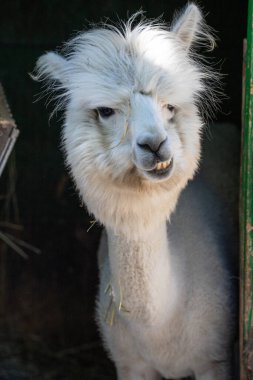 Hayvanat bahçesinde komik, tüylü, beyaz bir alpaka bir şeyler çiğneyip komik suratlar yapıyor. Siofok Hayvanat bahçesi, Balatun, Macaristan