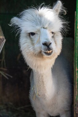 Hayvanat bahçesinde komik, tüylü, beyaz bir alpaka bir şeyler çiğneyip komik suratlar yapıyor. Siofok Hayvanat bahçesi, Balatun, Macaristan