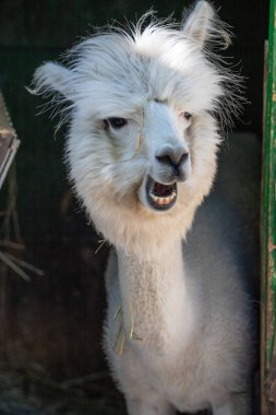 Hayvanat bahçesinde komik, tüylü, beyaz bir alpaka bir şeyler çiğneyip komik suratlar yapıyor. Siofok Hayvanat bahçesi, Balatun, Macaristan