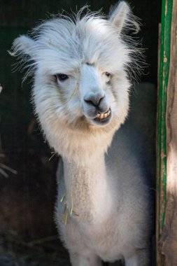 Hayvanat bahçesinde komik, tüylü, beyaz bir alpaka bir şeyler çiğneyip komik suratlar yapıyor. Siofok Hayvanat bahçesi, Balatun, Macaristan