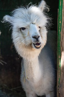 Hayvanat bahçesinde komik, tüylü, beyaz bir alpaka bir şeyler çiğneyip komik suratlar yapıyor. Siofok Hayvanat bahçesi, Balatun, Macaristan