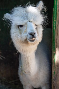 Hayvanat bahçesinde komik, tüylü, beyaz bir alpaka bir şeyler çiğneyip komik suratlar yapıyor. Siofok Hayvanat bahçesi, Balatun, Macaristan