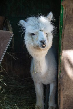 Hayvanat bahçesinde komik, tüylü, beyaz bir alpaka bir şeyler çiğneyip komik suratlar yapıyor. Siofok Hayvanat bahçesi, Balatun, Macaristan