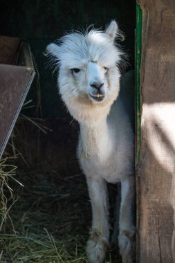 Hayvanat bahçesinde komik, tüylü, beyaz bir alpaka bir şeyler çiğneyip komik suratlar yapıyor. Siofok Hayvanat bahçesi, Balatun, Macaristan