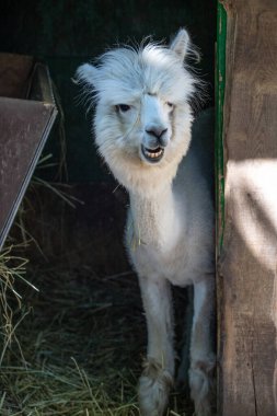 Hayvanat bahçesinde komik, tüylü, beyaz bir alpaka bir şeyler çiğneyip komik suratlar yapıyor. Siofok Hayvanat bahçesi, Balatun, Macaristan