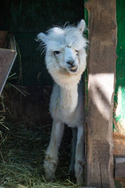 Hayvanat bahçesinde komik, tüylü, beyaz bir alpaka bir şeyler çiğneyip komik suratlar yapıyor. Siofok Hayvanat bahçesi, Balatun, Macaristan