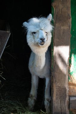 Hayvanat bahçesinde komik, tüylü, beyaz bir alpaka bir şeyler çiğneyip komik suratlar yapıyor. Siofok Hayvanat bahçesi, Balatun, Macaristan