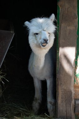 Hayvanat bahçesinde komik, tüylü, beyaz bir alpaka bir şeyler çiğneyip komik suratlar yapıyor. Siofok Hayvanat bahçesi, Balatun, Macaristan