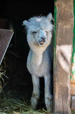 Hayvanat bahçesinde komik, tüylü, beyaz bir alpaka bir şeyler çiğneyip komik suratlar yapıyor. Siofok Hayvanat bahçesi, Balatun, Macaristan
