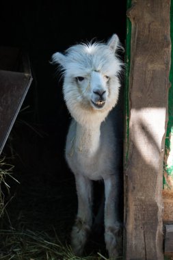 Hayvanat bahçesinde komik, tüylü, beyaz bir alpaka bir şeyler çiğneyip komik suratlar yapıyor. Siofok Hayvanat bahçesi, Balatun, Macaristan