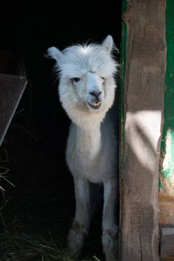 Hayvanat bahçesinde komik, tüylü, beyaz bir alpaka bir şeyler çiğneyip komik suratlar yapıyor. Siofok Hayvanat bahçesi, Balatun, Macaristan