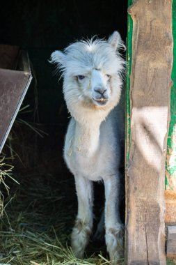 Hayvanat bahçesinde komik, tüylü, beyaz bir alpaka bir şeyler çiğneyip komik suratlar yapıyor. Siofok Hayvanat bahçesi, Balatun, Macaristan