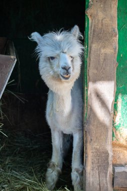 Hayvanat bahçesinde komik, tüylü, beyaz bir alpaka bir şeyler çiğneyip komik suratlar yapıyor. Siofok Hayvanat bahçesi, Balatun, Macaristan