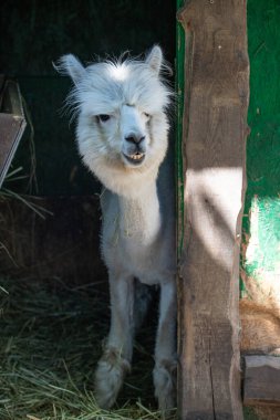Hayvanat bahçesinde komik, tüylü, beyaz bir alpaka bir şeyler çiğneyip komik suratlar yapıyor. Siofok Hayvanat bahçesi, Balatun, Macaristan