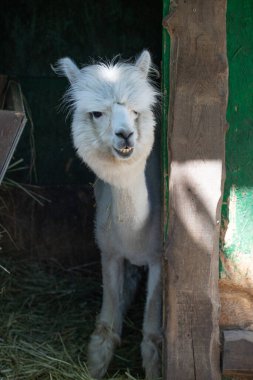 Hayvanat bahçesinde komik, tüylü, beyaz bir alpaka bir şeyler çiğneyip komik suratlar yapıyor. Siofok Hayvanat bahçesi, Balatun, Macaristan