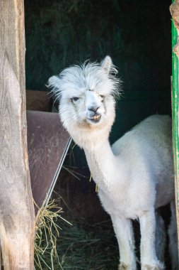 Hayvanat bahçesinde komik, tüylü, beyaz bir alpaka bir şeyler çiğneyip komik suratlar yapıyor. Siofok Hayvanat bahçesi, Balatun, Macaristan