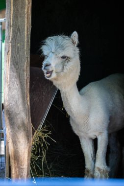 Hayvanat bahçesinde komik, tüylü, beyaz bir alpaka bir şeyler çiğneyip komik suratlar yapıyor. Siofok Hayvanat bahçesi, Balatun, Macaristan