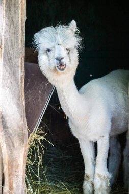 Hayvanat bahçesinde komik, tüylü, beyaz bir alpaka bir şeyler çiğneyip komik suratlar yapıyor. Siofok Hayvanat bahçesi, Balatun, Macaristan