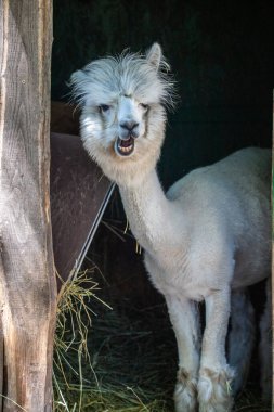 Hayvanat bahçesinde komik, tüylü, beyaz bir alpaka bir şeyler çiğneyip komik suratlar yapıyor. Siofok Hayvanat bahçesi, Balatun, Macaristan