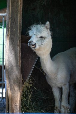 Hayvanat bahçesinde komik, tüylü, beyaz bir alpaka bir şeyler çiğneyip komik suratlar yapıyor. Siofok Hayvanat bahçesi, Balatun, Macaristan