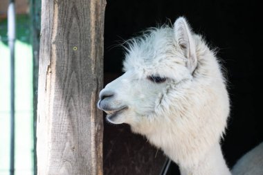 Hayvanat bahçesinde komik, tüylü, beyaz bir alpaka bir şeyler çiğneyip komik suratlar yapıyor. Siofok Hayvanat bahçesi, Balatun, Macaristan