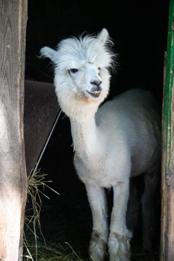 Hayvanat bahçesinde komik, tüylü, beyaz bir alpaka bir şeyler çiğneyip komik suratlar yapıyor. Siofok Hayvanat bahçesi, Balatun, Macaristan