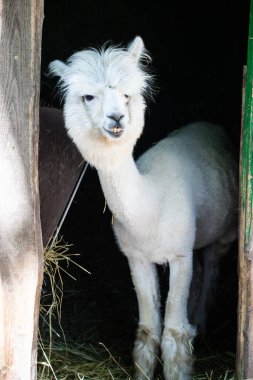 Hayvanat bahçesinde komik, tüylü, beyaz bir alpaka bir şeyler çiğneyip komik suratlar yapıyor. Siofok Hayvanat bahçesi, Balatun, Macaristan
