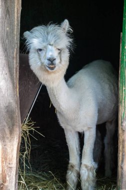 Hayvanat bahçesinde komik, tüylü, beyaz bir alpaka bir şeyler çiğneyip komik suratlar yapıyor. Siofok Hayvanat bahçesi, Balatun, Macaristan
