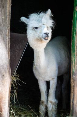 Hayvanat bahçesinde komik, tüylü, beyaz bir alpaka bir şeyler çiğneyip komik suratlar yapıyor. Siofok Hayvanat bahçesi, Balatun, Macaristan
