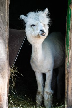 Hayvanat bahçesinde komik, tüylü, beyaz bir alpaka bir şeyler çiğneyip komik suratlar yapıyor. Siofok Hayvanat bahçesi, Balatun, Macaristan