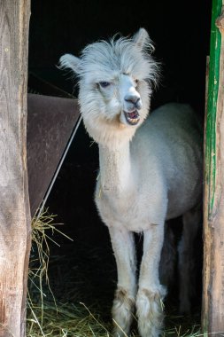 Hayvanat bahçesinde komik, tüylü, beyaz bir alpaka bir şeyler çiğneyip komik suratlar yapıyor. Siofok Hayvanat bahçesi, Balatun, Macaristan