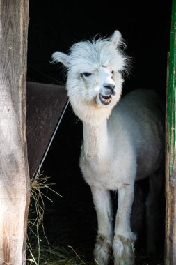 Hayvanat bahçesinde komik, tüylü, beyaz bir alpaka bir şeyler çiğneyip komik suratlar yapıyor. Siofok Hayvanat bahçesi, Balatun, Macaristan