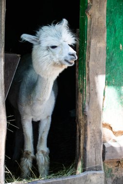 Hayvanat bahçesinde komik, tüylü, beyaz bir alpaka bir şeyler çiğneyip komik suratlar yapıyor. Siofok Hayvanat bahçesi, Balatun, Macaristan