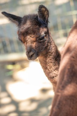 Annesiyle hayvanat bahçesinde kahverengi bir bebek alpaka Siofok Hayvanat Bahçesi, Balaton, Macaristan 'dan şirin bir fotoğraf.