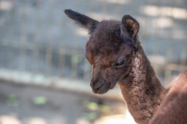 Annesiyle hayvanat bahçesinde kahverengi bir bebek alpaka Siofok Hayvanat Bahçesi, Balaton, Macaristan 'dan şirin bir fotoğraf.