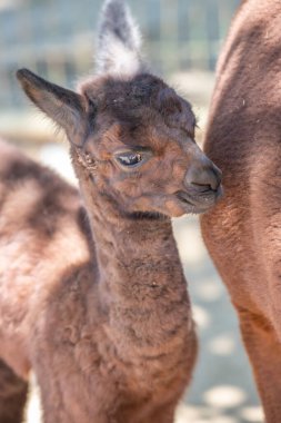 Annesiyle hayvanat bahçesinde kahverengi bir bebek alpaka Siofok Hayvanat Bahçesi, Balaton, Macaristan 'dan şirin bir fotoğraf.