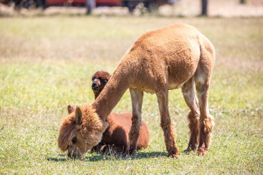 Annesiyle hayvanat bahçesinde kahverengi bir bebek alpaka Siofok Hayvanat Bahçesi, Balaton, Macaristan 'dan şirin bir fotoğraf.