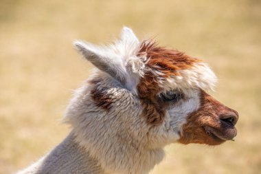 Çayırda kahverengi ve beyaz bir alpaka, harika renk deseni, Siofok hayvanat bahçesinden şirin bir fotoğraf, Balaton Gölü, Macaristan