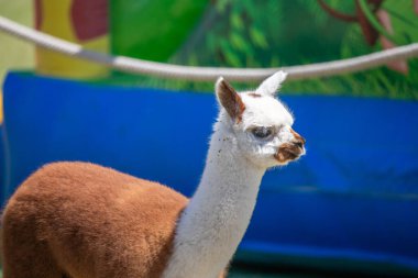 Çayırda kahverengi ve beyaz bir alpaka, harika renk deseni, Siofok hayvanat bahçesinden şirin bir fotoğraf, Balaton Gölü, Macaristan