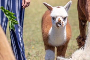 Çayırda kahverengi ve beyaz bir alpaka, harika renk deseni, Siofok hayvanat bahçesinden şirin bir fotoğraf, Balaton Gölü, Macaristan