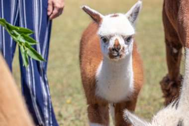 Çayırda kahverengi ve beyaz bir alpaka, harika renk deseni, Siofok hayvanat bahçesinden şirin bir fotoğraf, Balaton Gölü, Macaristan