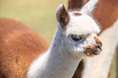Çayırda kahverengi ve beyaz bir alpaka, harika renk deseni, Siofok hayvanat bahçesinden şirin bir fotoğraf, Balaton Gölü, Macaristan