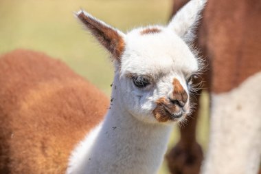 Çayırda kahverengi ve beyaz bir alpaka, harika renk deseni, Siofok hayvanat bahçesinden şirin bir fotoğraf, Balaton Gölü, Macaristan