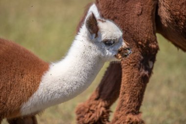 Çayırda kahverengi ve beyaz bir alpaka, harika renk deseni, Siofok hayvanat bahçesinden şirin bir fotoğraf, Balaton Gölü, Macaristan