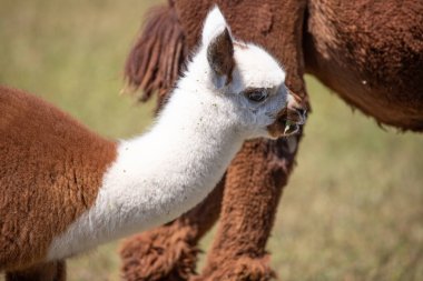 Çayırda kahverengi ve beyaz bir alpaka, harika renk deseni, Siofok hayvanat bahçesinden şirin bir fotoğraf, Balaton Gölü, Macaristan