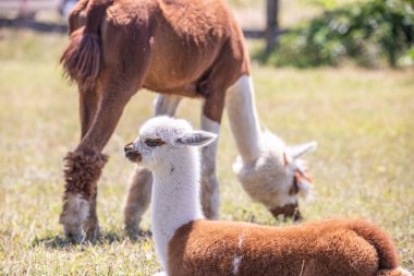Çayırda kahverengi ve beyaz bir alpaka, harika renk deseni, Siofok hayvanat bahçesinden şirin bir fotoğraf, Balaton Gölü, Macaristan