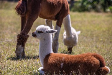 Çayırda kahverengi ve beyaz bir alpaka, harika renk deseni, Siofok hayvanat bahçesinden şirin bir fotoğraf, Balaton Gölü, Macaristan