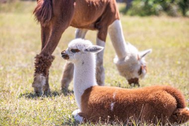 Çayırda kahverengi ve beyaz bir alpaka, harika renk deseni, Siofok hayvanat bahçesinden şirin bir fotoğraf, Balaton Gölü, Macaristan